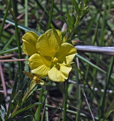 Ludwigia sericea, photographed by Hugo Hulsberg
