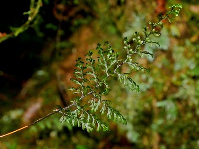 Hymenophyllum punctisorum, photographed by Jacy Chen