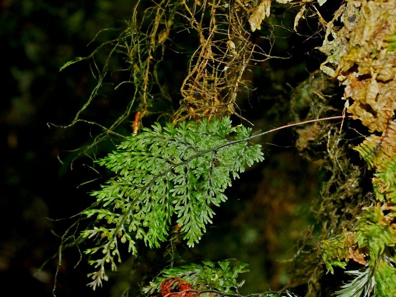 Hymenophyllum punctisorum, photographed by Jacy Chen