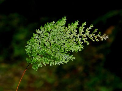 Hymenophyllum punctisorum, photographed by Jacy Chen