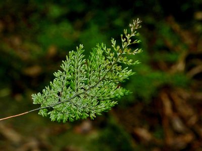 Hymenophyllum punctisorum, photographed by Jacy Chen