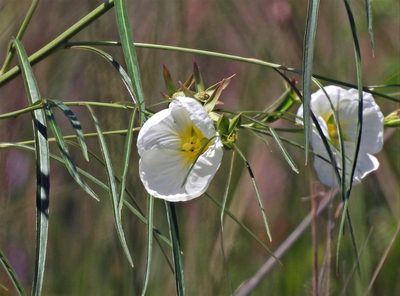 Ludwigia major, photographed by Hugo Hulsberg