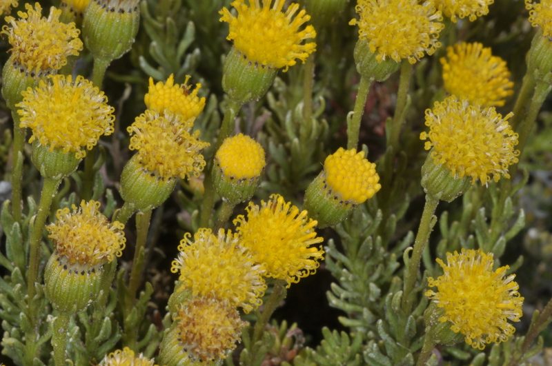 Senecio miser, photographed by aacocucci
