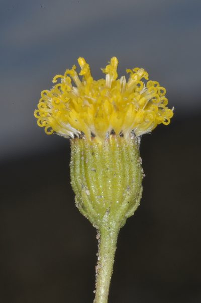 Senecio miser, photographed by aacocucci