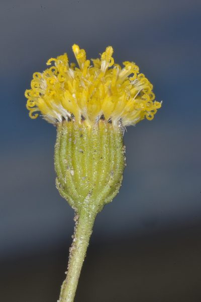 Senecio miser, photographed by aacocucci