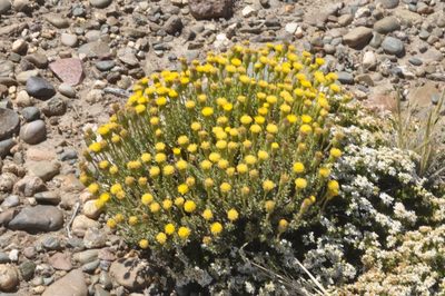 Senecio miser, photographed by aacocucci