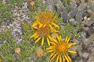 Brachyclados caespitosus, photographed by aacocucci