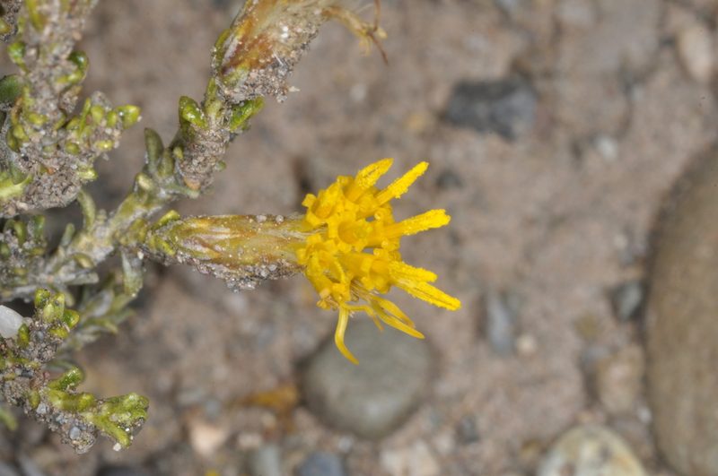 Nardophyllum bryoides, photographed by aacocucci