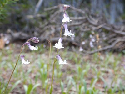 Chionophila tweedyi, photographed by Matt Lavin