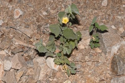 Herissantia crispa, photographed by Brian Finzel