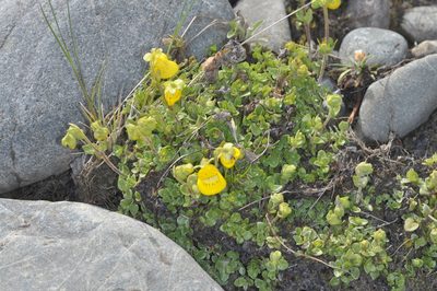 Calceolaria tenella, photographed by aacocucci
