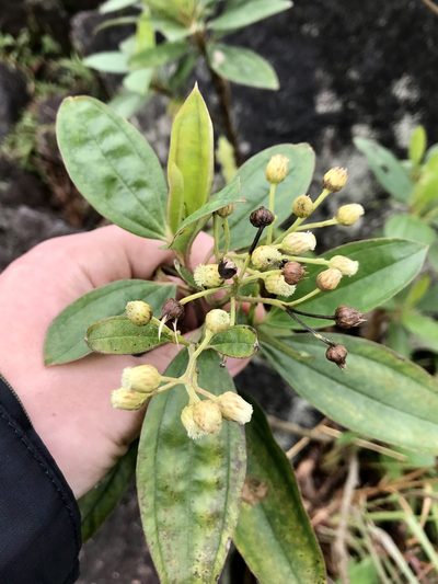 Baccharis pedunculata, photographed by Rose Zappa