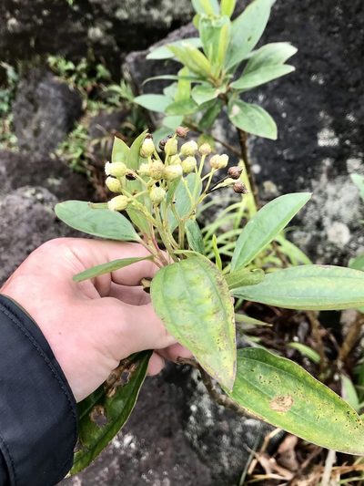 Baccharis pedunculata, photographed by Rose Zappa