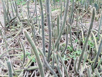 Nyctocereus serpentinus, photographed by johnyochum