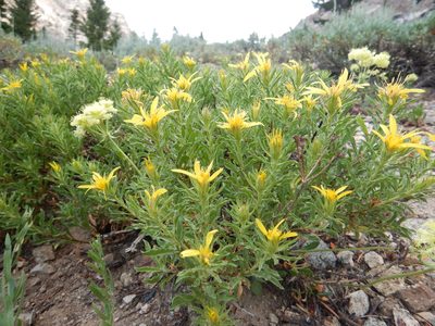 Ericameria suffruticosa, photographed by Matt Lavin