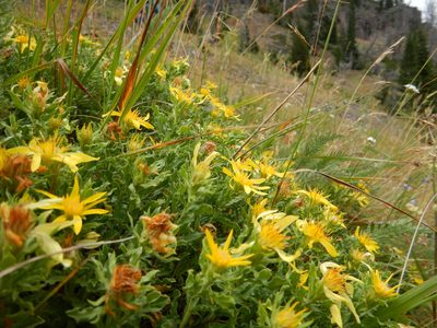 Ericameria suffruticosa, photographed by Matt Lavin