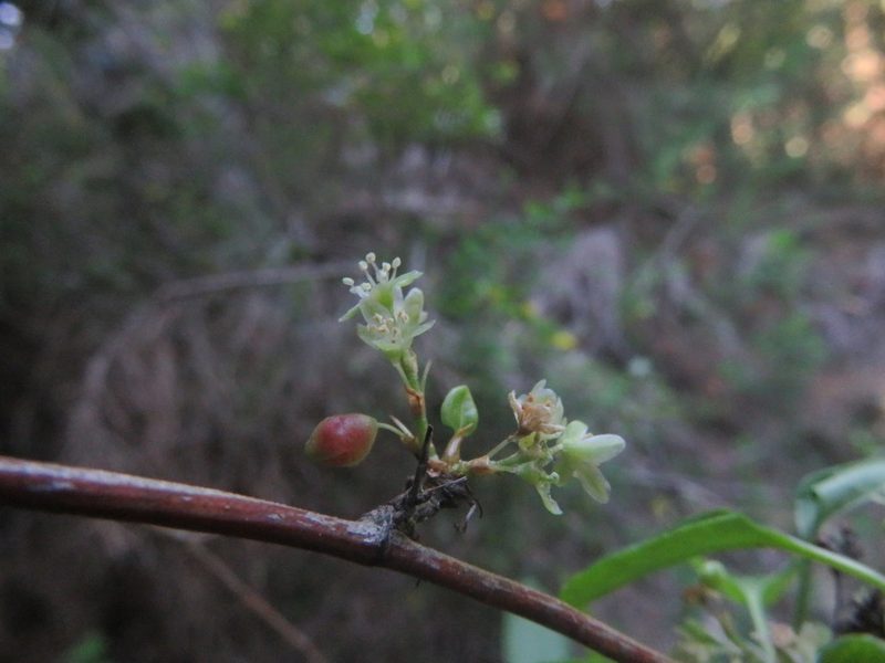 Muehlenbeckia hastulata, photographed by Bruno Avilez
