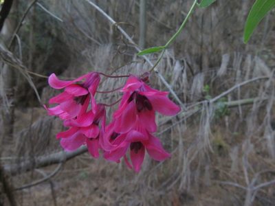 Bomarea salsilla, photographed by Bruno Avilez