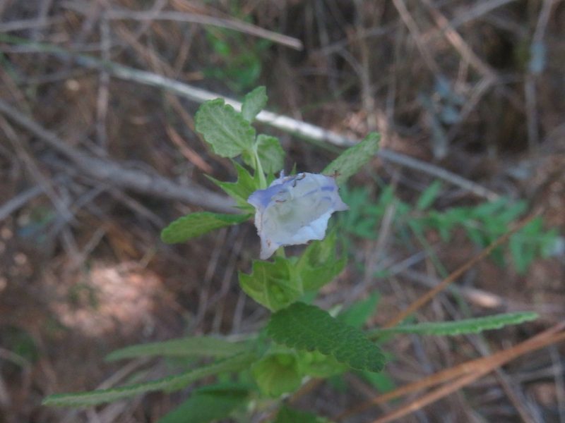 Lepechinia chilensis, photographed by Bruno Avilez