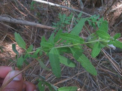 Lepechinia chilensis, photographed by Bruno Avilez