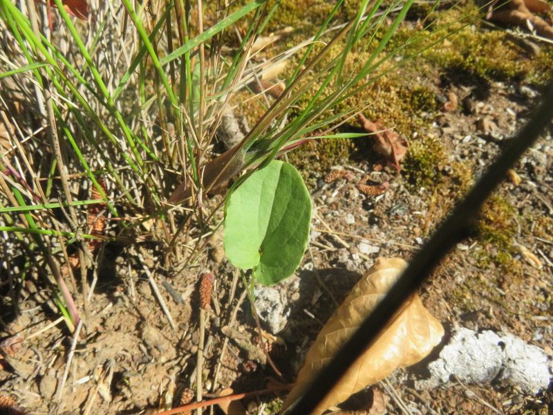 Dioscorea humifusa, photographed by Bruno Avilez