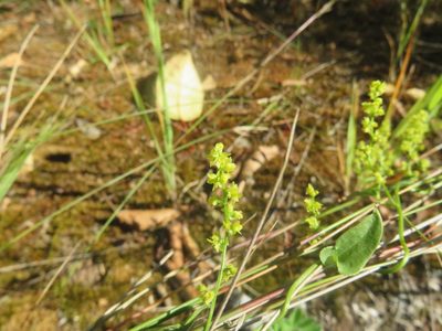 Dioscorea humifusa, photographed by Bruno Avilez
