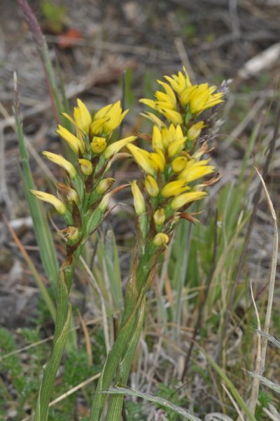 Gavilea supralabellata, photographed by aacocucci