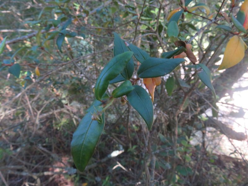 Ugni molinae, photographed by Bruno Avilez