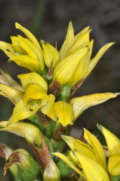 Gavilea supralabellata, photographed by aacocucci