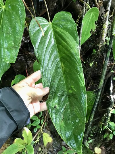Anthurium talamancae, photographed by Rose Zappa