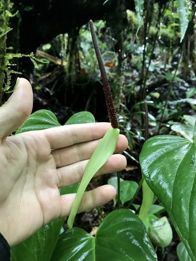 Anthurium talamancae, photographed by Rose Zappa