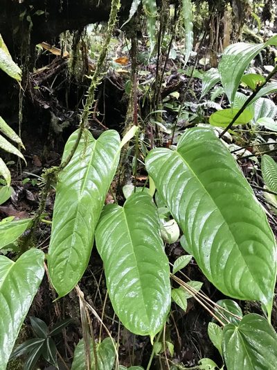 Anthurium talamancae, photographed by Rose Zappa