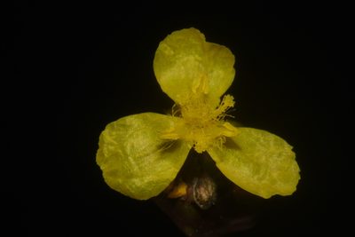 Xyris tennesseensis, photographed by Brian Finzel