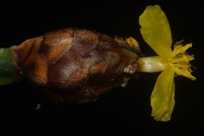 Xyris tennesseensis, photographed by Brian Finzel