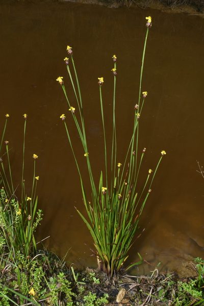 Xyris tennesseensis, photographed by Brian Finzel