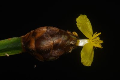 Xyris tennesseensis, photographed by Brian Finzel