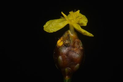 Xyris tennesseensis, photographed by Brian Finzel
