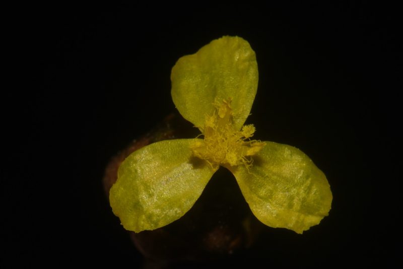 Xyris tennesseensis, photographed by Brian Finzel