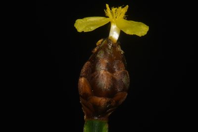 Xyris tennesseensis, photographed by Brian Finzel
