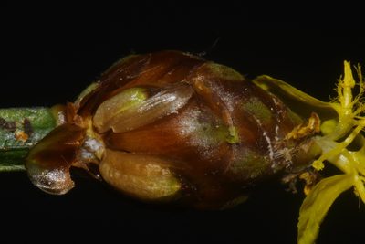 Xyris tennesseensis, photographed by Brian Finzel