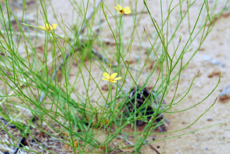 Linum aristatum, photographed by Tom Kennedy