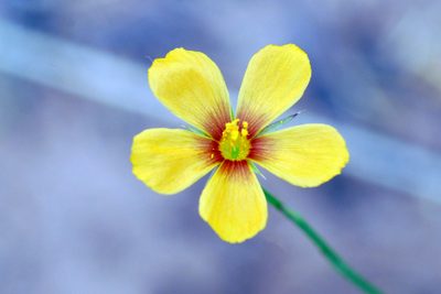 Linum aristatum, photographed by Tom Kennedy