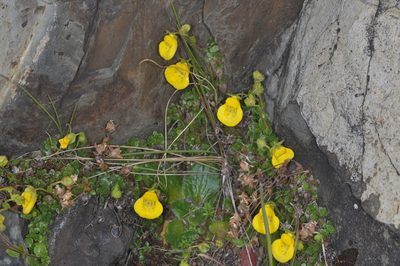 Calceolaria tenella, photographed by aacocucci