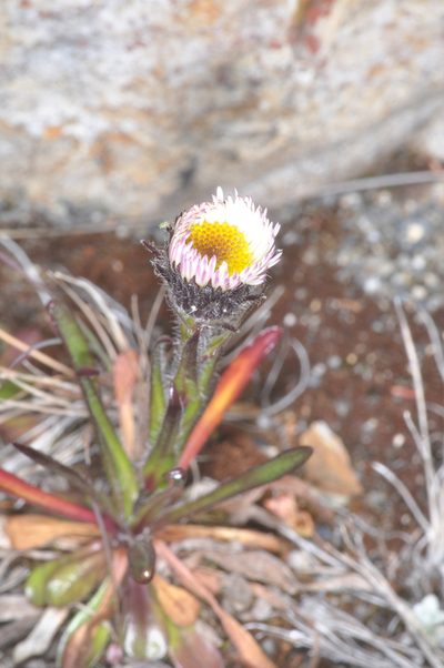 Erigeron myosotis, photographed by aacocucci