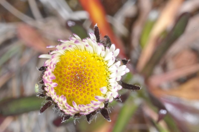Erigeron myosotis, photographed by aacocucci