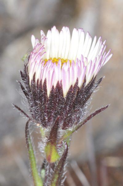 Erigeron myosotis, photographed by aacocucci