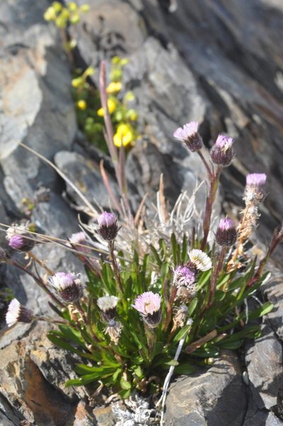 Erigeron myosotis, photographed by aacocucci
