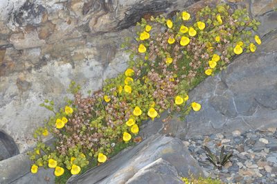 Calceolaria tenella, photographed by aacocucci