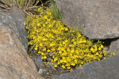 Calceolaria tenella, photographed by aacocucci