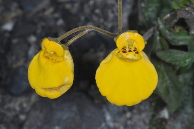 Calceolaria biflora